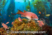 Sheephead in kelp forest Photo - David Fleetham