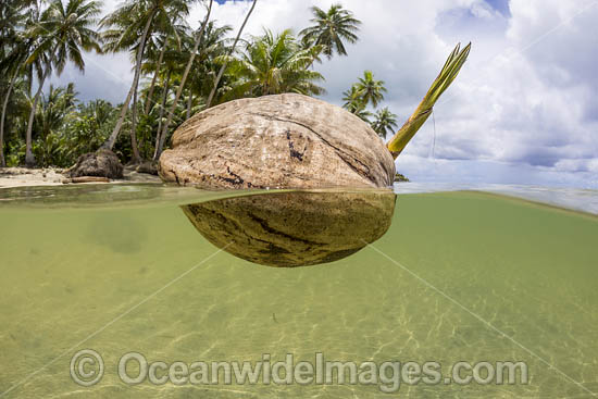 Coconut on surface photo Coconut on surface photo