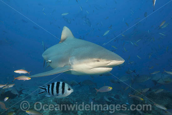 Bull Shark photo
