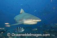 Bull Shark Photo - David Fleetham