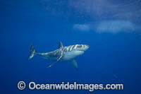 Great White Shark underwater Photo - David Fleetham
