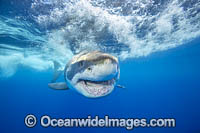 Great White Shark underwater Photo - David Fleetham