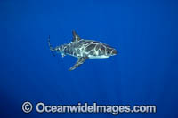 Great White Shark underwater Photo - David Fleetham