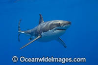 Great White Shark underwater Photo - David Fleetham