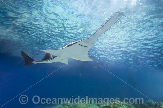 Largetooth Sawfish photo Largetooth Sawfish photo