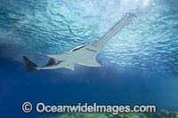 Largetooth Sawfish Photo - David Fleetham