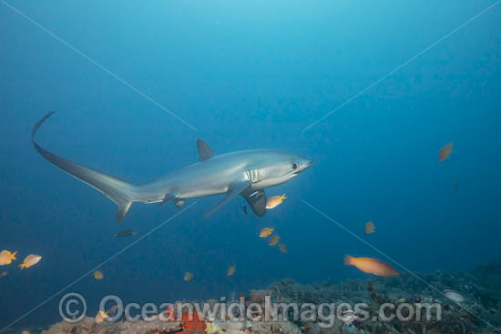 Thresher Shark Alopias pelagicus photo