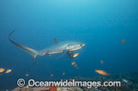 Thresher Shark Alopias pelagicus Photo - David Fleetham