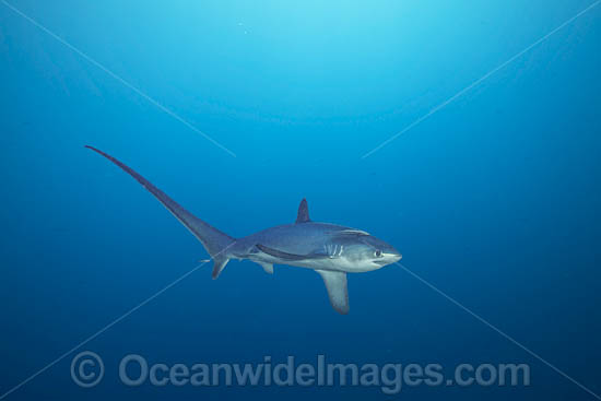 Thresher Shark Alopias pelagicus photo Thresher Shark Alopias pelagicus photo