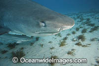 Tiger Shark eye Photo - David Fleetham