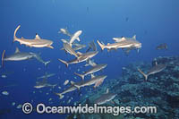 Blacktip Reef Shark Photo - David Fleetham