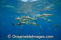 Blacktip Reef Shark Photo - David Fleetham