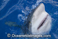 Galapagos Shark Photo - David Fleetham