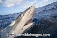 Galapagos Shark Photo - David Fleetham