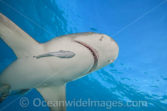 Lemon Shark photo Lemon Shark photo