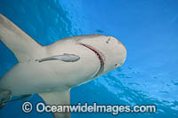 Lemon Shark Photo - David Fleetham