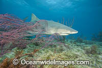 Lemon Shark Photo - David Fleetham