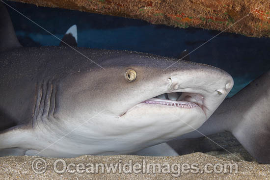 Whitetip Reef Shark photo Whitetip Reef Shark photo