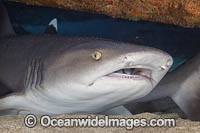 Whitetip Reef Shark Photo - David Fleetham