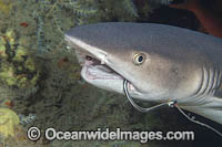 Whitetip Reef Shark Photo - David Fleetham