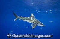 Oceanic Whitetip Shark Hawaii Photo - David Fleetham