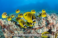 Reef Scene Photo - David Fleetham
