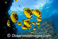 Reef Scene Photo - David Fleetham