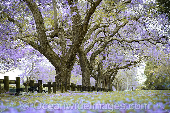 Jacarandas Grafton photo Jacarandas Grafton photo