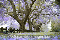 Jacarandas Grafton Photo - Gary Bell