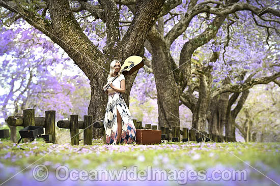 Jacarandas Grafton photo Jacarandas Grafton photo
