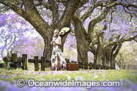 Jacarandas Grafton Photo - Gary Bell