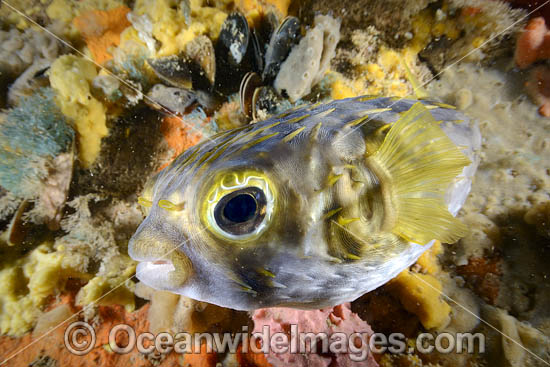 Globefish photo Globefish photo
