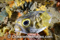 Globefish Photo - Gary Bell