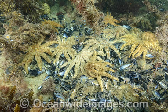 Eleven-arm Seastar photo Eleven-arm Seastar photo