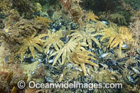 Eleven-arm Seastar Photo - Gary Bell