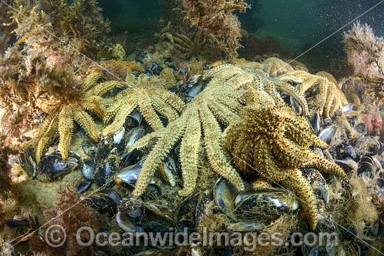 Eleven-arm Seastar photo
