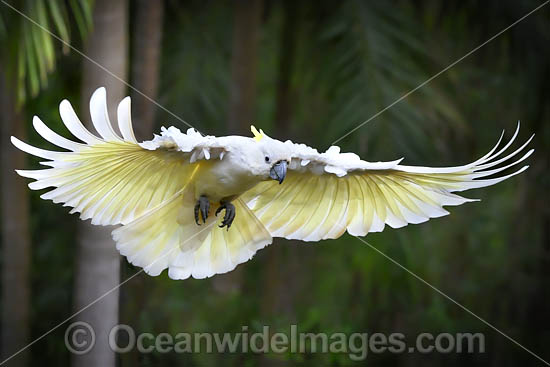 Sulphur-crested Cockatoo photo Sulphur-crested Cockatoo photo