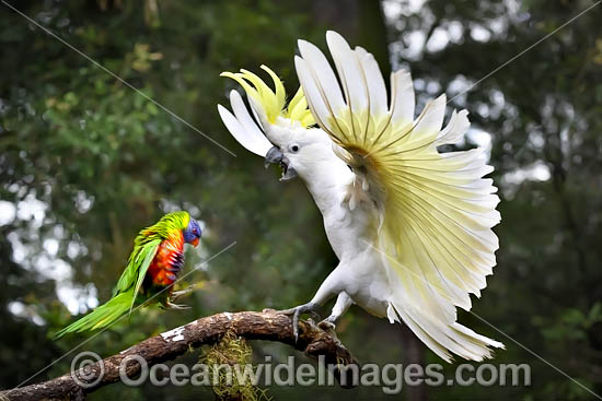 Sulphur-crested Cockatoo photo