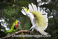 Sulphur-crested Cockatoo Photo - Gary Bell