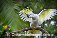 Sulphur-crested Cockatoo Photo - Gary Bell