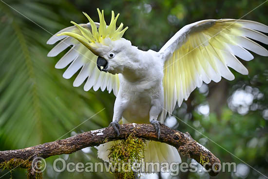 Sulphur-crested Cockatoo photo