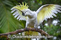 Sulphur-crested Cockatoo Photo - Gary Bell