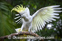 Sulphur-crested Cockatoo Photo - Gary Bell