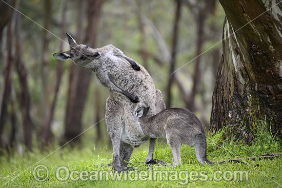 Kangaroo joey drinking milk photo