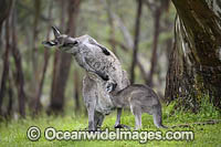 Kangaroo joey drinking milk Photo - Gary Bell