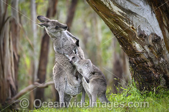Kangaroo joey drinking milk photo