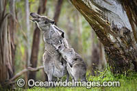 Kangaroo joey drinking milk Photo - Gary Bell