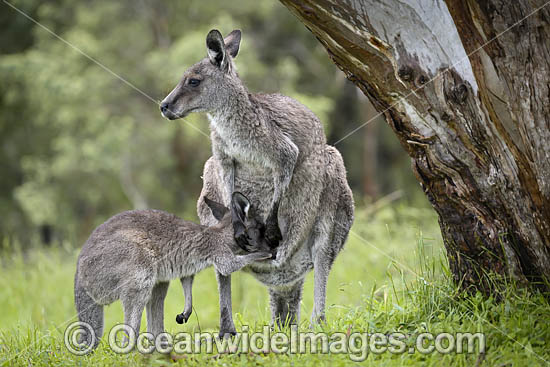 Kangaroo joey drinking milk photo