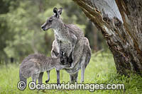 Kangaroo joey drinking milk Photo - Gary Bell
