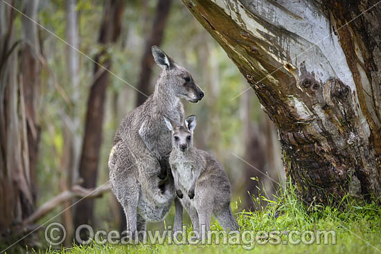 Kangaroo joey drinking milk photo
